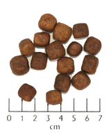 Wolfsblut - Dark Forest